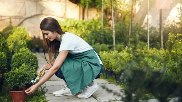 Low Maintenance Garden Ideas for a Beautiful Outdoor Space