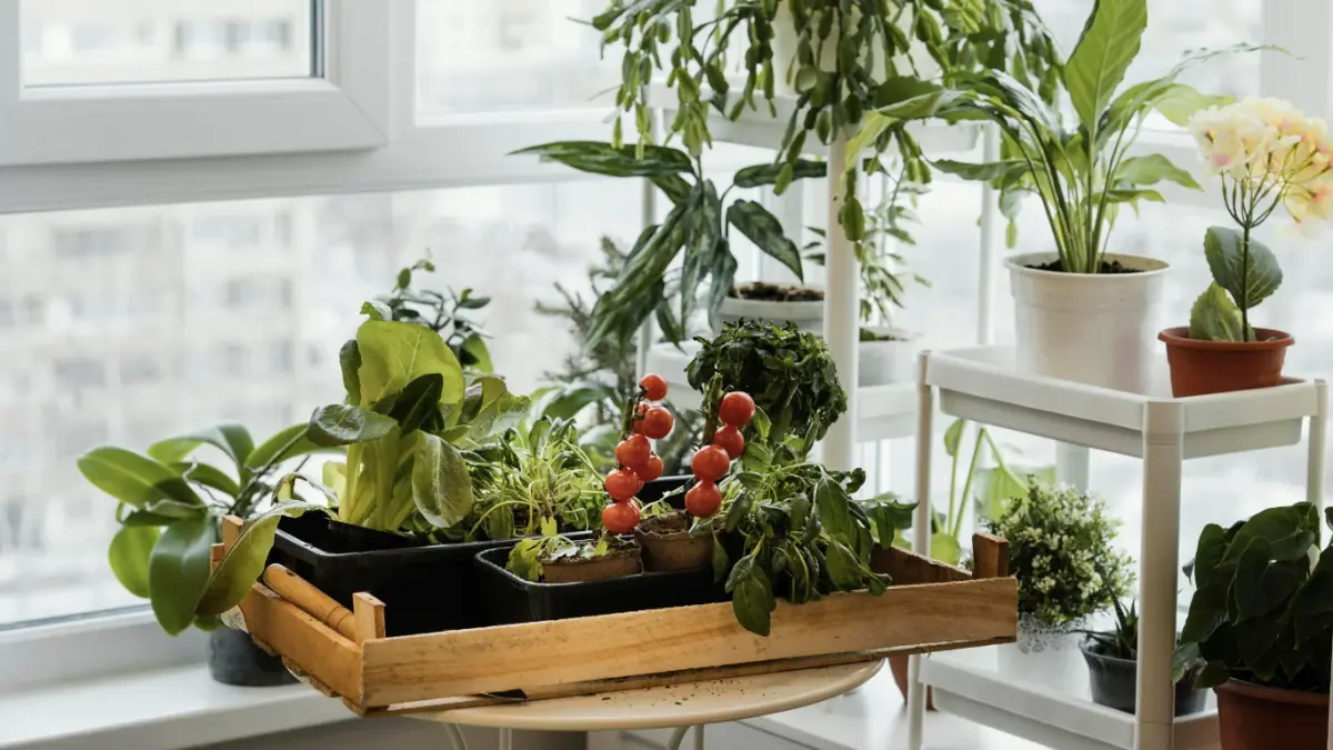 Create an Herb Garden in Your Kitchen: Grow Fresh Herbs