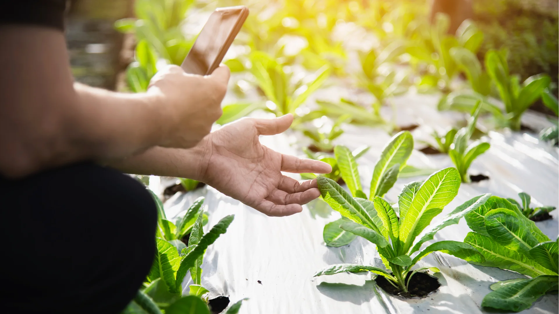 Intelligent Plant Selection Strategy