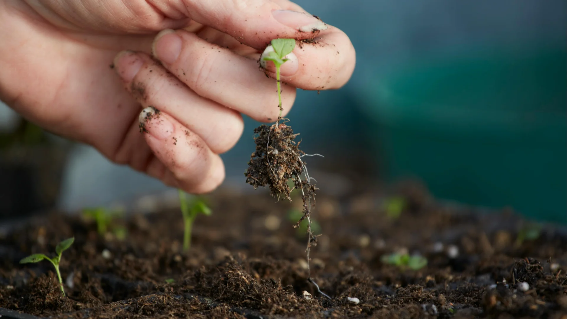 Nutrient Cycling and Root Development