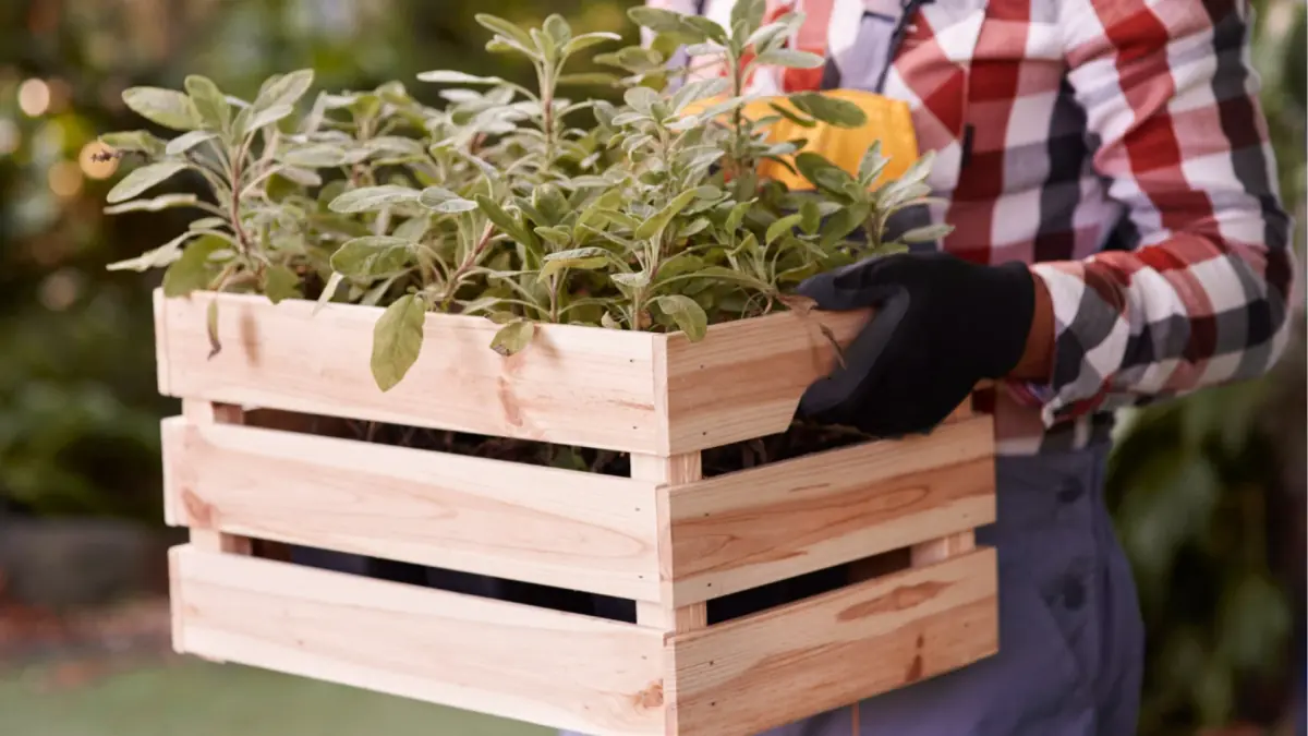 Wooden Planter Box DIY: Easy Build for Your Home Garden